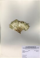 藏品(仙掌藻)的圖片
